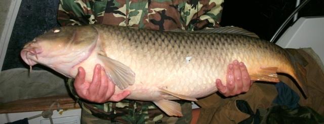 capturi - Mister 20,5